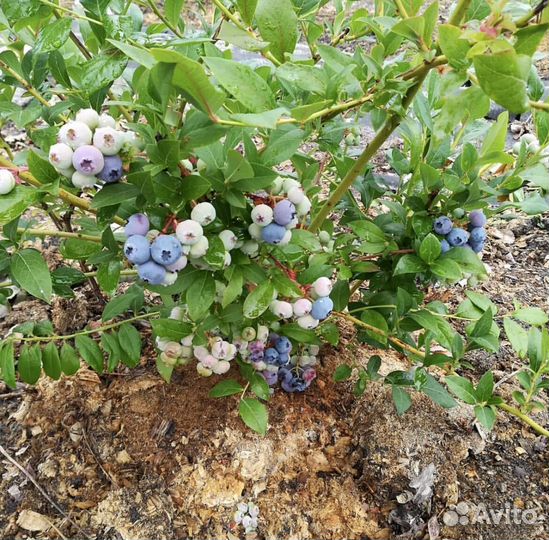 Голубика из питомника