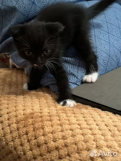 Котята Смесь