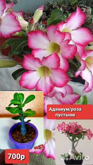 Комнатные растения