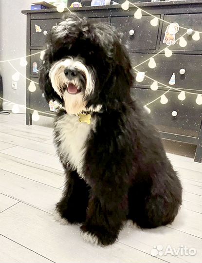 Настоящий Австралийский Лабрадудель (Коббердог)