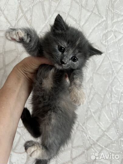 Котята в добрые руки приучены к лотку