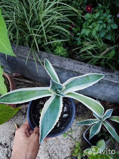 Агава голубая и пестролистная
