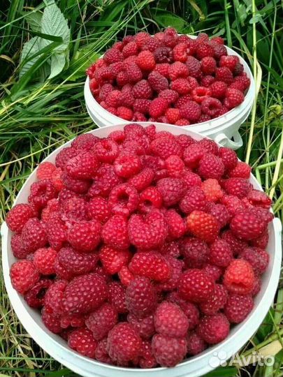 Малина садовая ягоды