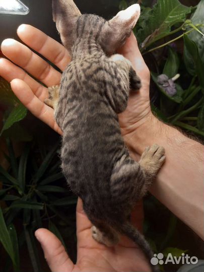 Донской сфинкс