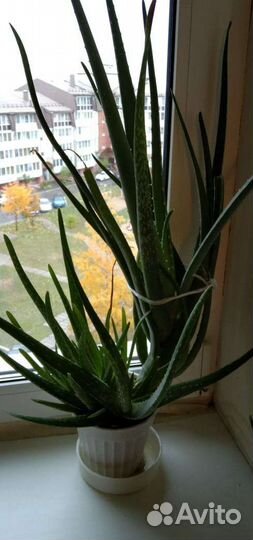 Столетник / алоэ