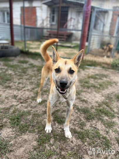 Персик щенок