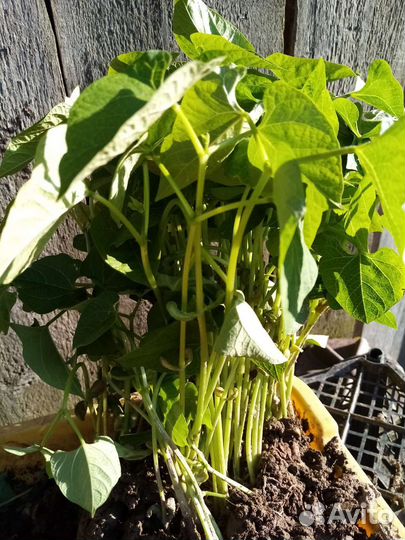 Рассада тыквы