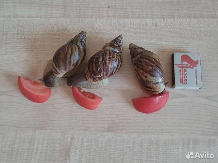 Улитки ахатины большие
