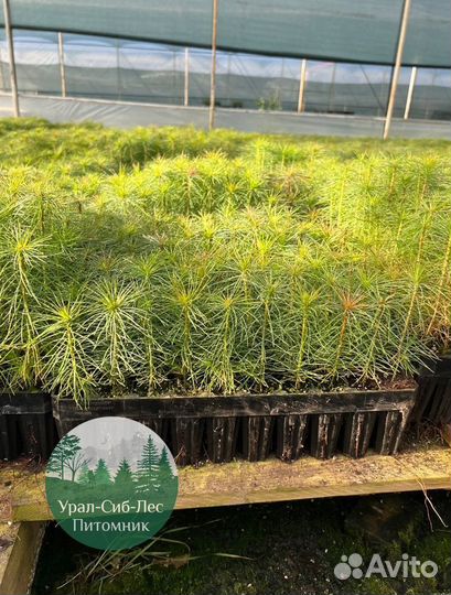 Сосна зкс окс сеянцы Ель Лиственница Голуб Горная