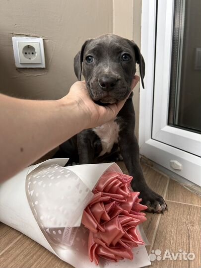 Щенок прайтера