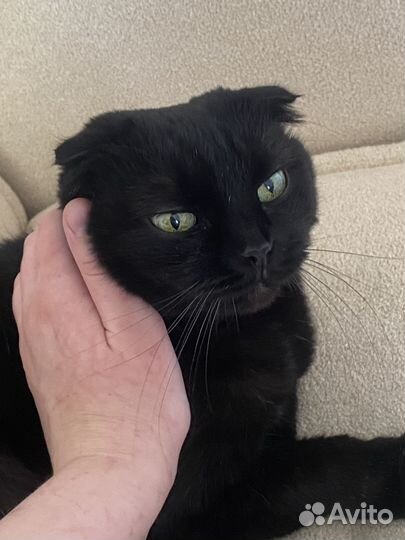 Выгул и передержка