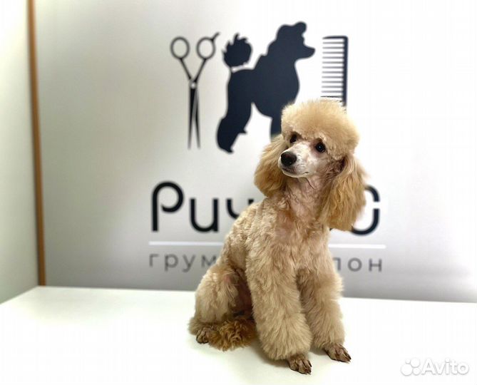 Груминг салон Ричард (стрижка собак и кошек)