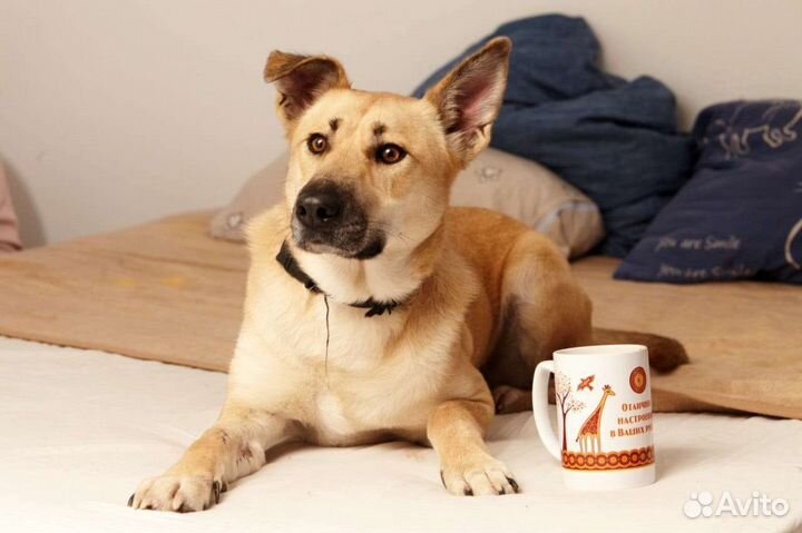 Собака в добрые руки Гаечка