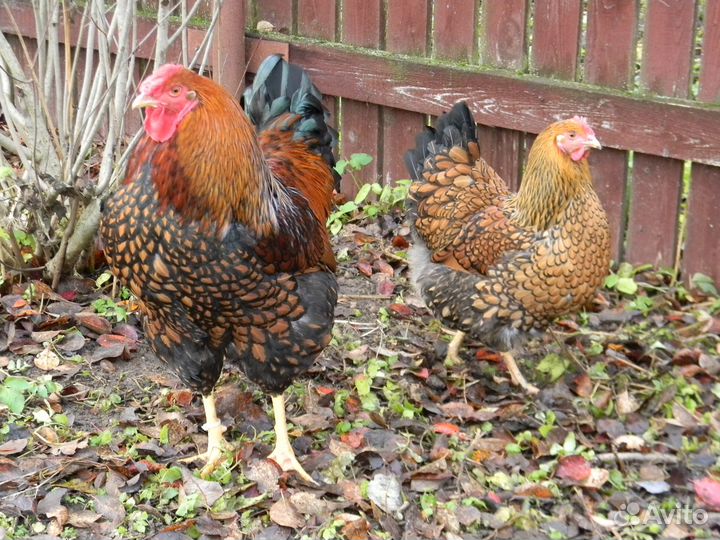 Цыплята породных кур