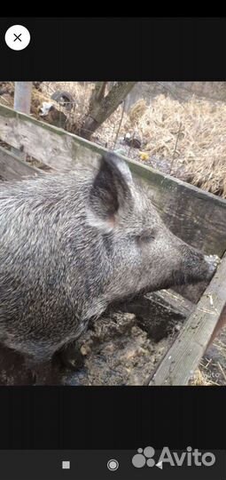 Дикие кабанята