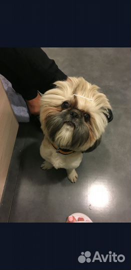 Передержка собак мелких пород