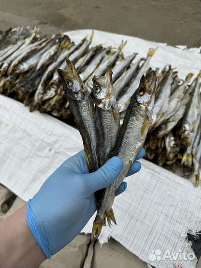 Оптом Вяленая корюшка