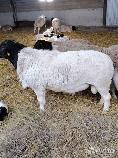 Бараны, овцы, ярочки и баранчики порода Дорпер