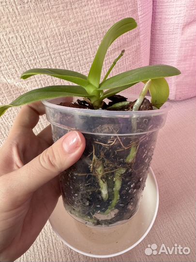 Орхидея белая мультифоора