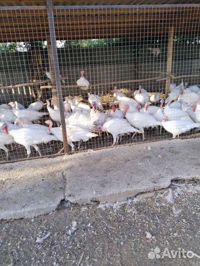 Индюки живым весом