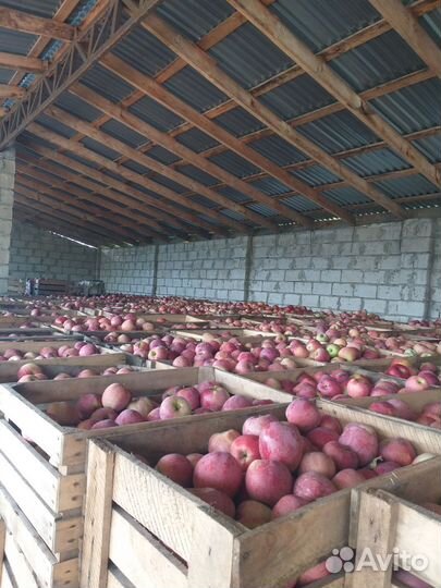 Яблоки оптом