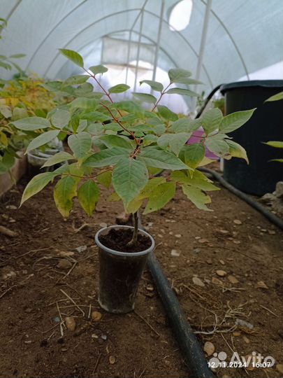 Медоносное дерево