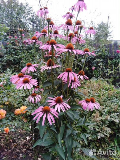 Излишки садовых растений