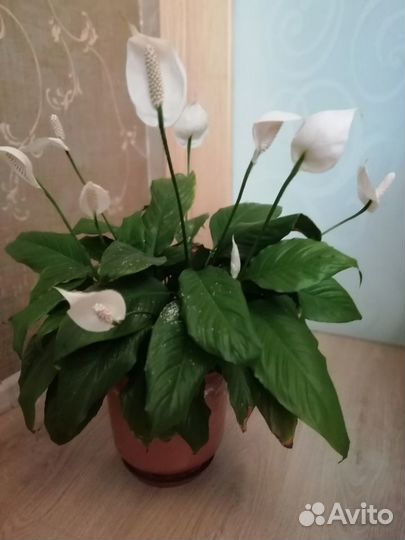 Цветы домашние