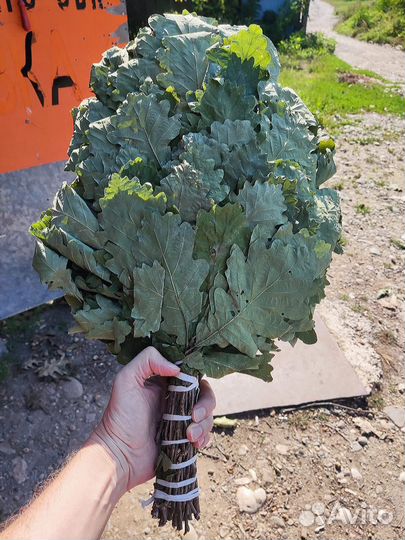 Веники дубовые