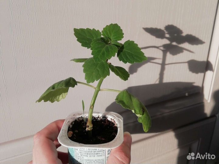 Плектрантус каудексный