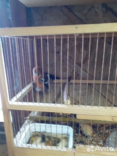 Певчие птицы