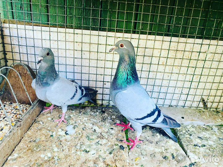 Голуби разные
