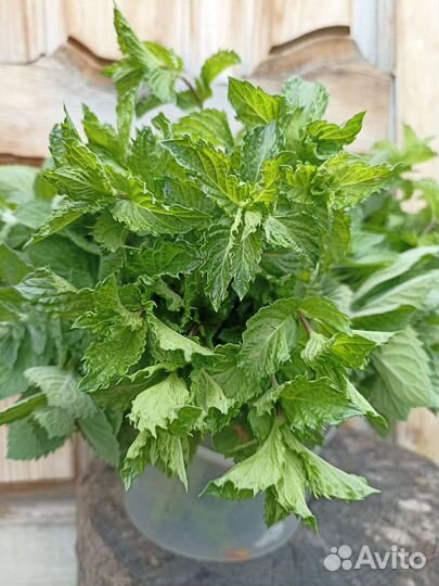 Мята сортовая