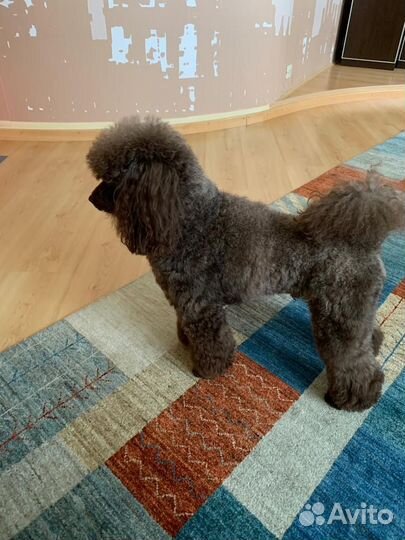 Пудель ищет невесту