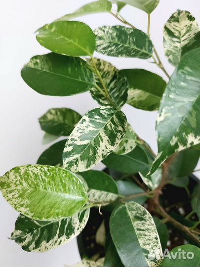 Фикус эльдорадо