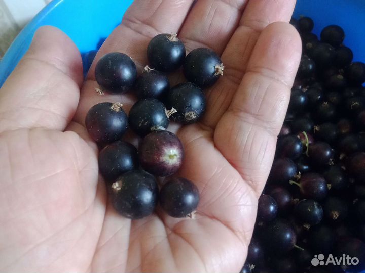 Чёрная смородина