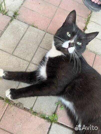 Кот в добрые руки