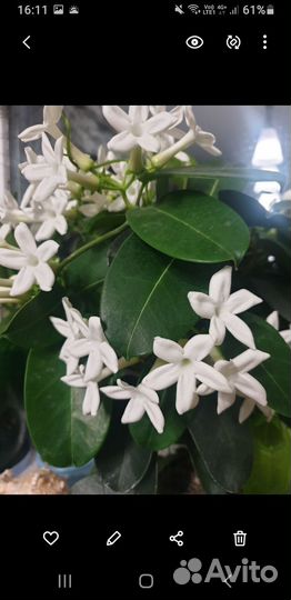 Мадагаскарский жасмин