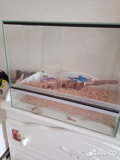 Аквариум для земноводных