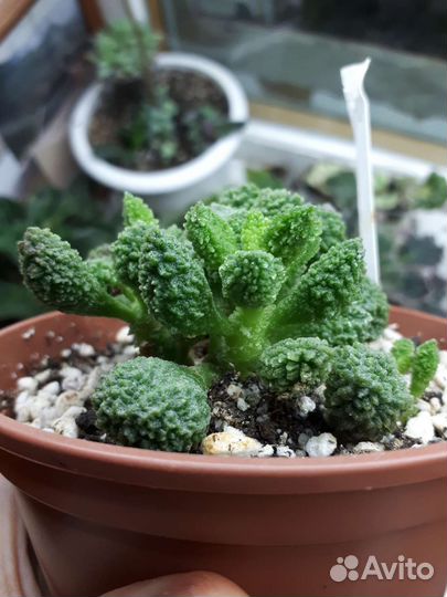 Суккулент адромискус