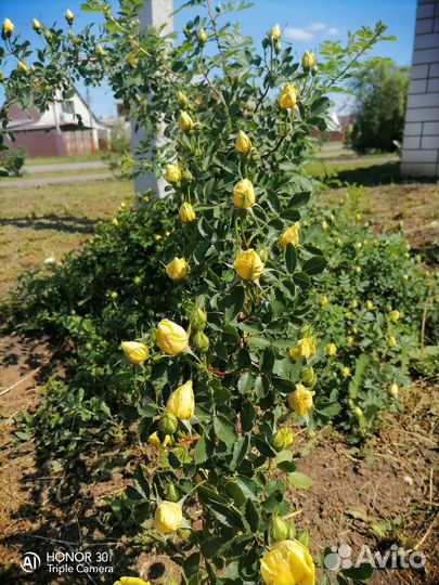 Шиповник декоративный желтый