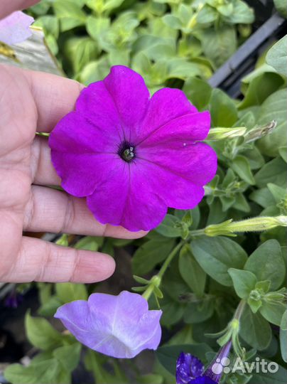 Рассада петунии