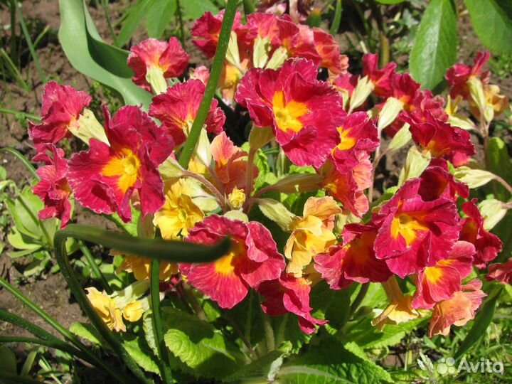 Примула, Купена, Хоста, Астильба