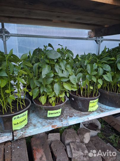 Перец болгарский рассада