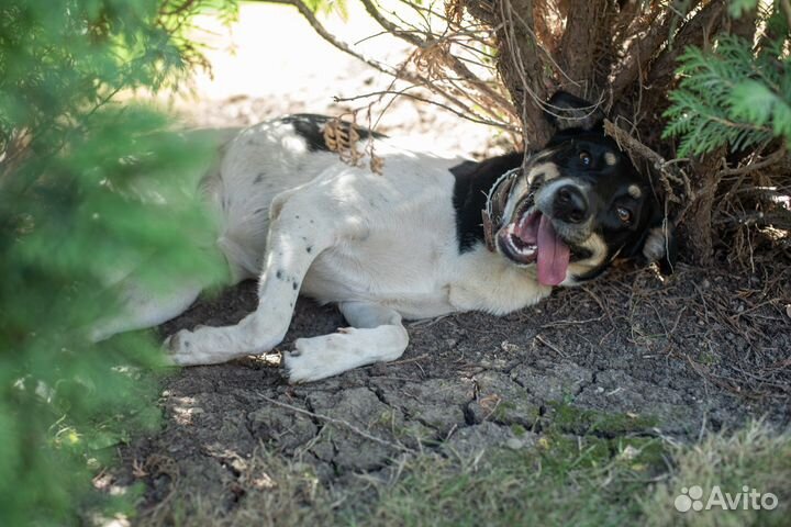 Собака в добрые руки отдам бесплатно