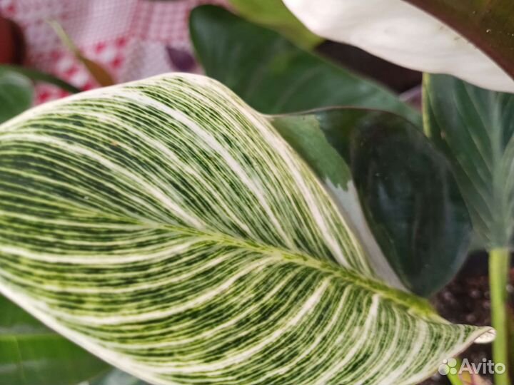 Филодедрон Биркина