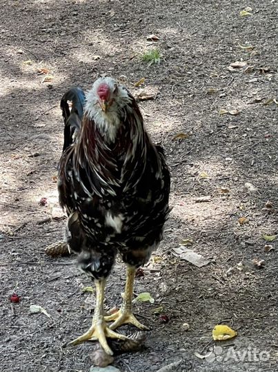 Цыплята -Орловская-ситцевая-Инкубационное яйцо