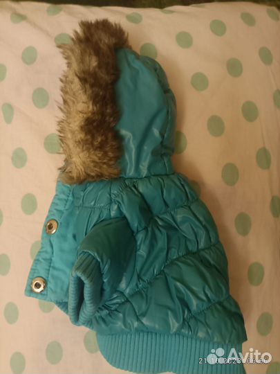 Одежда для маленьких собак