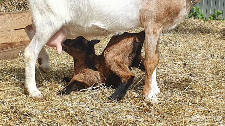 Карликовые козы и козочки молочного направления