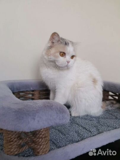 Шотландская Кошка (отдаю)